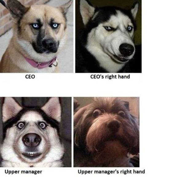 20130911_IF DOGS WORKED IN OFFICES_001