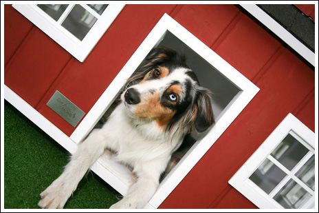 20140307_Designer dog houses for spoiled pets_015